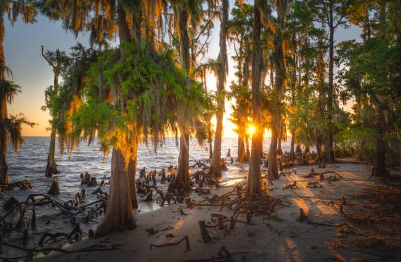 Beach at Fontainebleau State Park