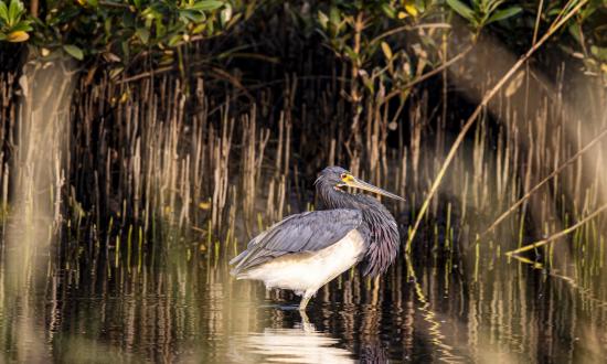 Blue heron at grand isle state park