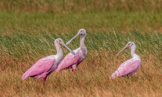 Group of Roseate Spoonbills search for food in the marsh grass at Grand Isle State Park